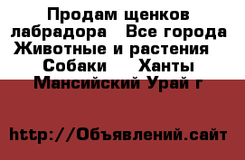 Продам щенков лабрадора - Все города Животные и растения » Собаки   . Ханты-Мансийский,Урай г.